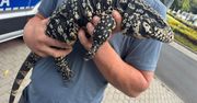 Zielona Góra: Spory gad szedł w stronę centrum. Interweniowała policja