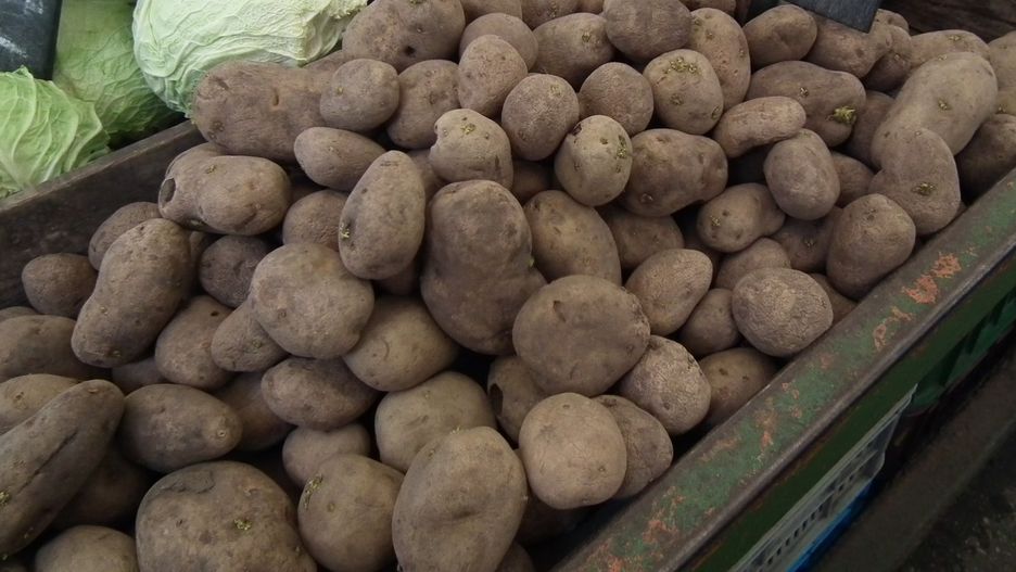 Nowe możliwości zagospodarowania ziemniaków z podejrzeniem bakteriozy pierścieniowej.