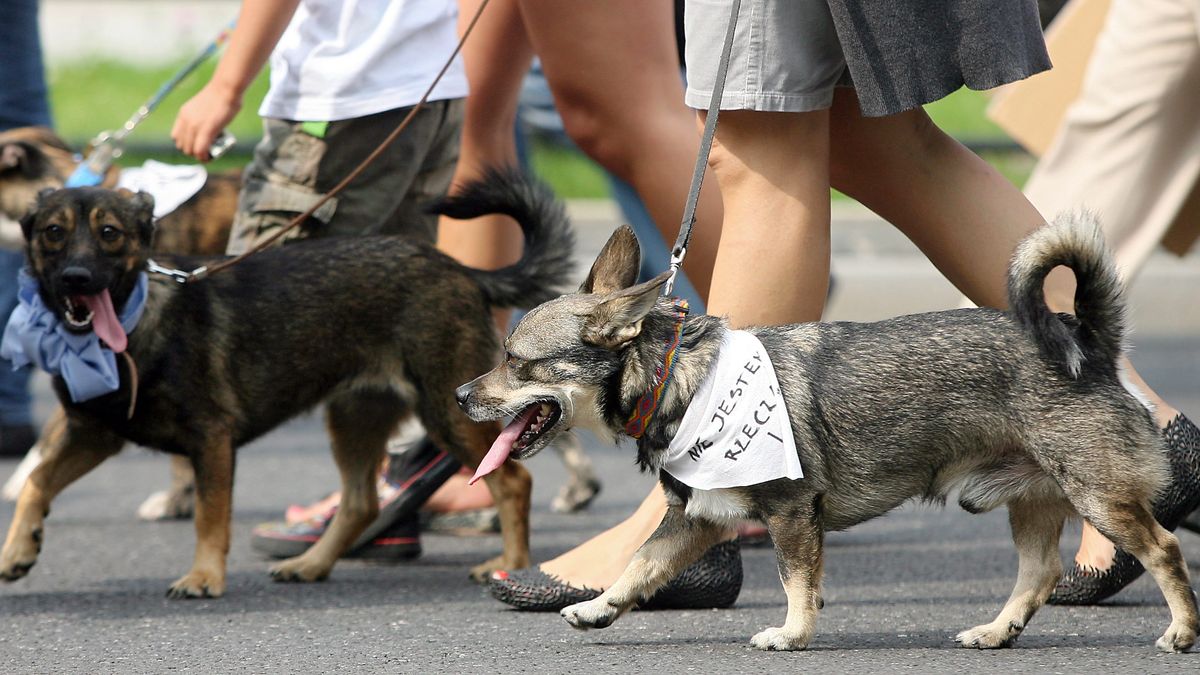 "Rz": Nowe przepisy dopuszczą wchodzenie psów do Sejmu
