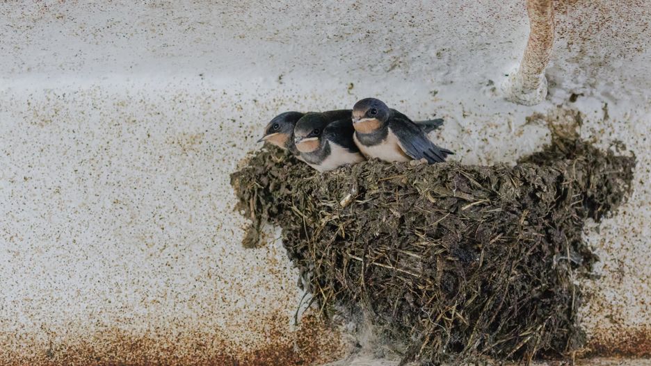 Kolonia legowa jaskolek brzegowek (Riparia riparia)
Mlode dymowki (Hirundo rustica), Gorny Slask, Polska, 05/2020,Image: 522621332, License: Rights-managed, Restrictions: , Model Release: no, Credit line: Marcin Wielicki / Forum
Marcin Wielicki / Forum
Barn swallow, Dymowka, Hirundo rustica, Kuznica Warezynska, Poland, Polska, Slaska, Upper Silesia, Wyzyna Slaska, animal, animals, birds, gniazda, gniazdo, jaskolka, jaskolki, kolonia legowa, nest, nests, ornithology, ornitologia, ptak, ptaki, swallow, swallows, zwierze, zwierzeta