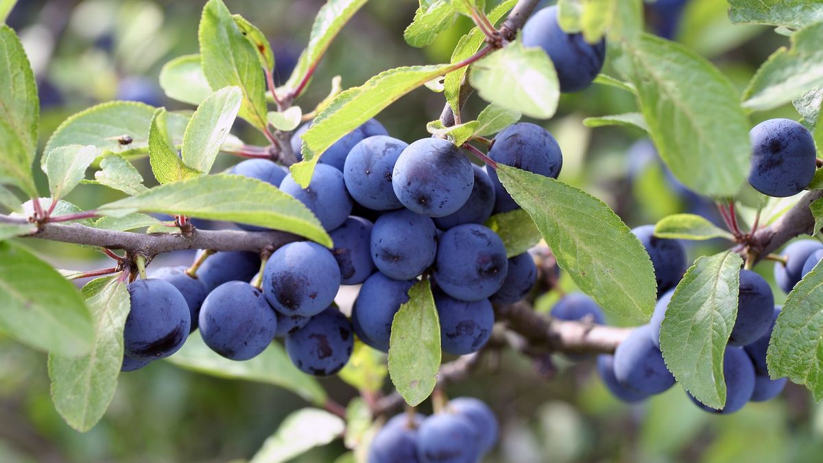 Tarnina to zapomniany, ale niezwykle wartościowy owoc