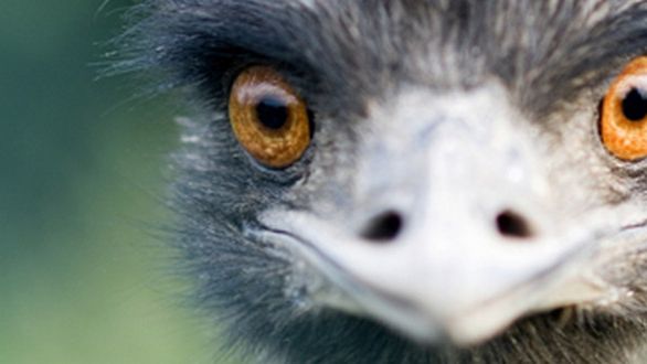 Ratunku! To się rusza! Strusie kontra mordercza łasica 1