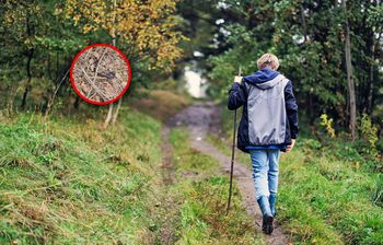 Leśnicy alarmują. Coraz częściej można spotkać w lasach
