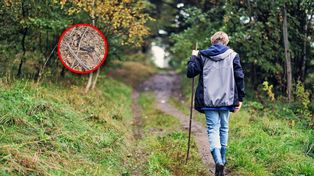 Leśnicy alarmują. Coraz częściej można spotkać w lasach