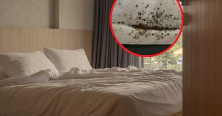 "Nikt nie jest bezpieczny". Inwazja pluskiew coraz poważniejsza