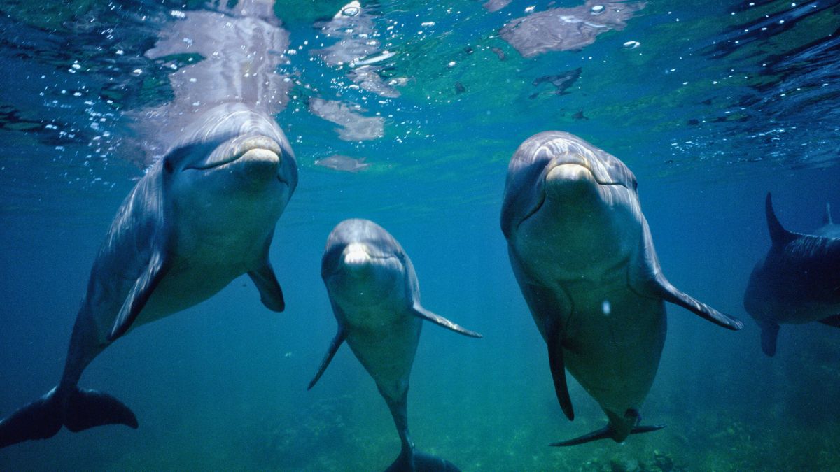 Trzy delfiny w wodzie