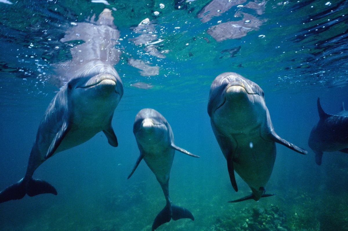 Three dolphins in the water