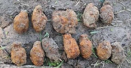 Deszcz odsłonił znaleziska z czasów wojny. Kobieta spod Zamościa natknęła się na niewybuchy