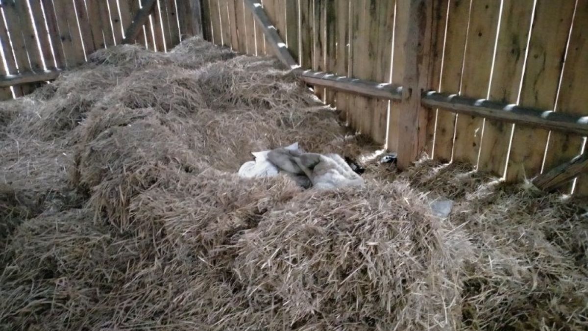 Alimenciarz schował się w stercie siana