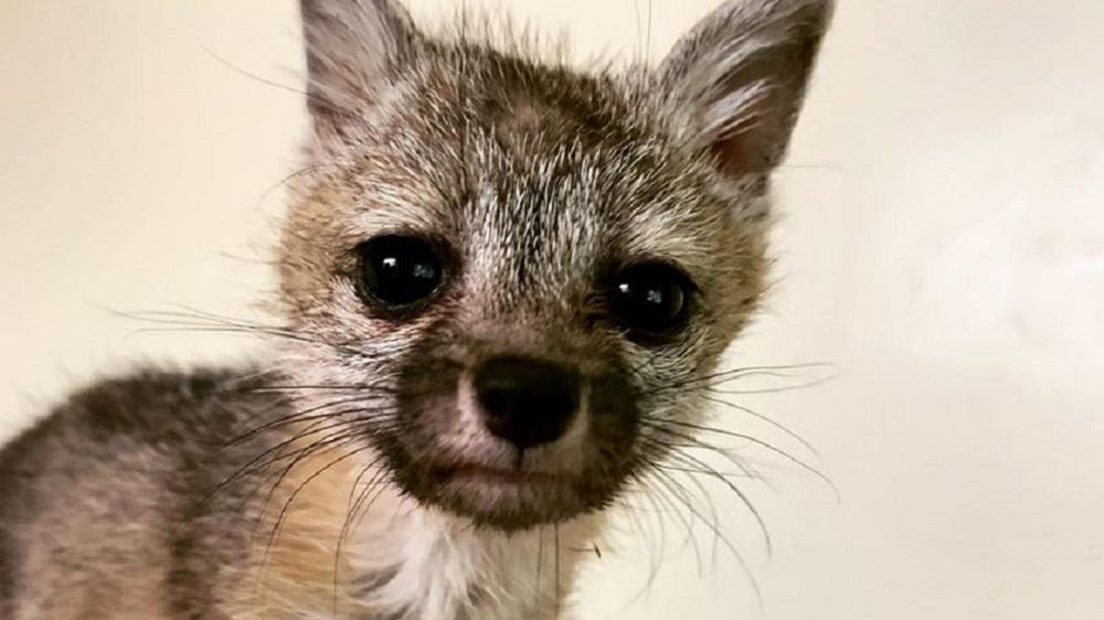 Lis został znaleziony, gdy miał zaledwie 6 tygodni