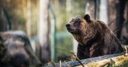 Grizzly stratował kamerę. Był przy tym wyjątkowo agresywny