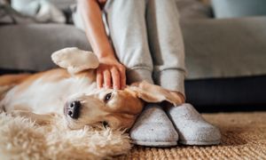 Mandat dla właścicieli psów. Sąsiad może to zgłosić