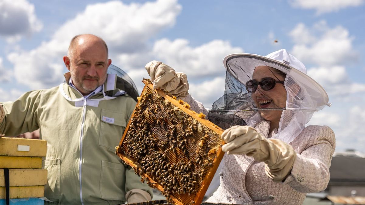 Miodobranie na dachu Urzędu Marszałkowskiego