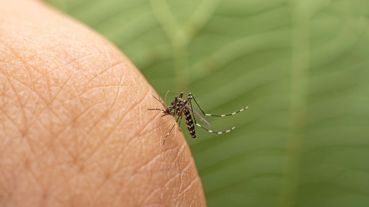 Powszechnie stosowana nazwa komar tygrysi nawiązuje do srebrnob