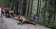 Okropne sceny w Dolinie Chochołowskiej. Koń padł, a dorożkarz zaprzęgł go z powrotem do powozu i kontynuował kurs