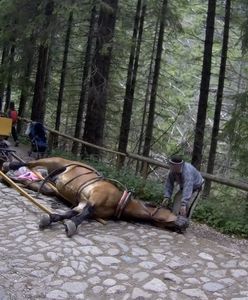 Okropne sceny w Dolinie Chochołowskiej. Koń padł, a dorożkarz zaprzęgł go z powrotem do powozu i kontynuował kurs