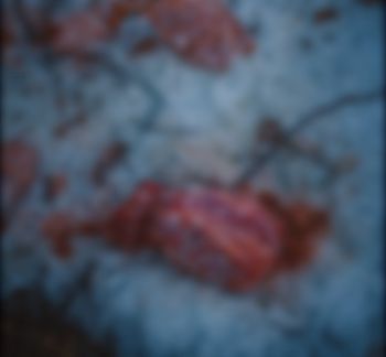 Porzucił 130 kg mięsa w lesie. Sprawca zgłosił się sam