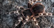 Łódź: Trafiliśmy do człowieka, który trzyma w domu 700 pająków. Zapytaliśmy, czy łodzianie chcieliby mieć takiego sąsiada?
