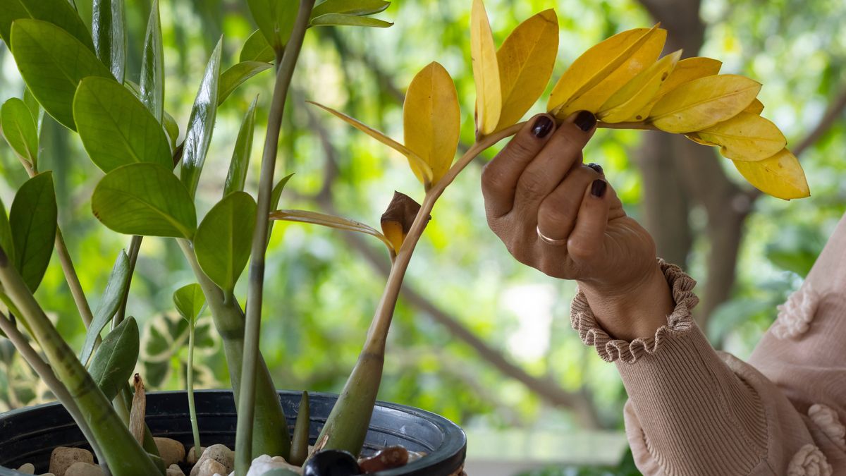 Jak dbać o zamiokulkasy? Domowe nawozy zdziałają cuda