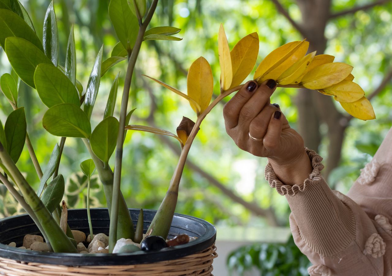 Cultivating luxuriant leaves in your pot. The magic of zamioculcas