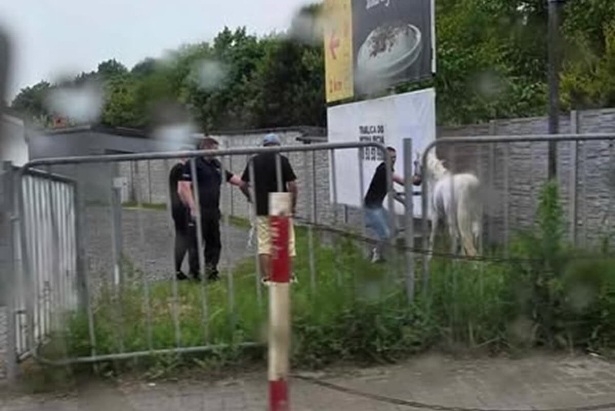 Koń schwytany w Konopnicy
