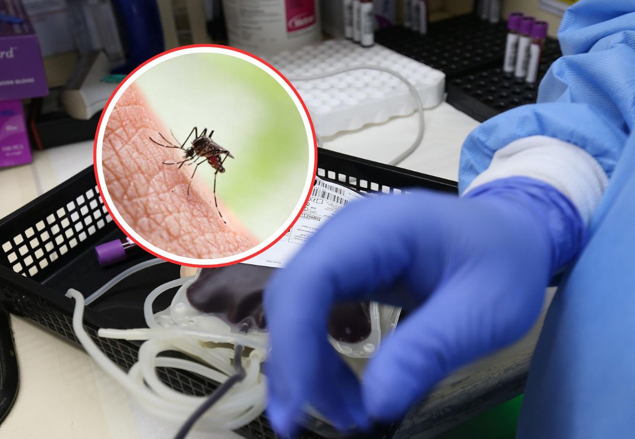 Europa na progu epidemii dengi i czikungunii przez komary tygrys