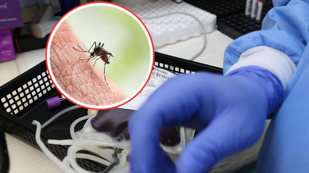 Europa na progu epidemii dengi i czikungunii przez komary tygrys