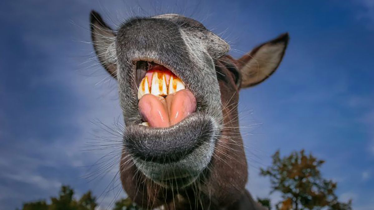 Konkurs na najzabawniejsze zdjęcie zwierzaka wraca! Można składać zgłoszenia 1