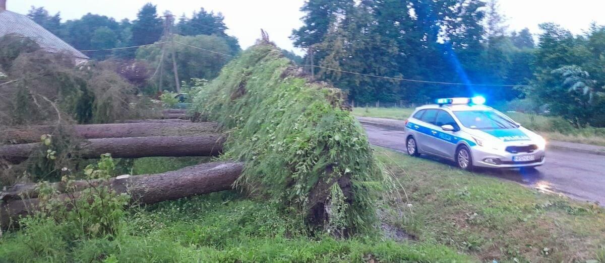 Drzewo przygniotło auto | fot. KPP Ryki