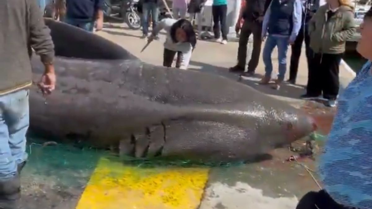 Olbrzymi rekin złapany w Hiszpanii.