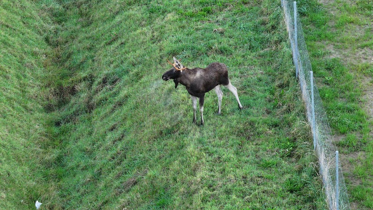 Koszalin: Łoś na mieście. Strażnicy opracowali procedury