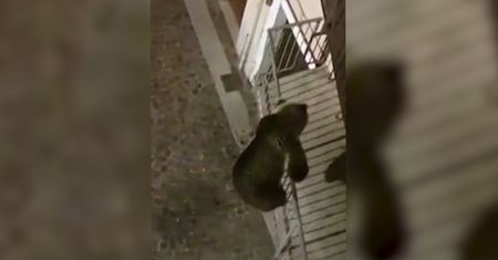 Niedźwiedź brunatny zapuścił się do miasta
