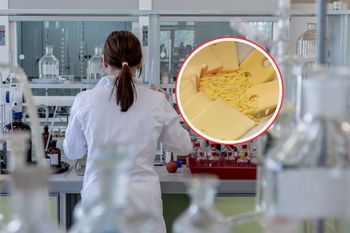 Wegańskie sery z Wrocławia gotowe na podbój Europy. Rewolucja już za chwilę