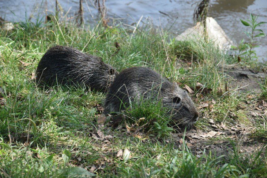 Odłowione w Rybniku nutrie trafiły do dwóch legalnie działających ośrodków w mieście