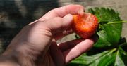Truskawki, które tak wyglądają nie nadają się do jedzenia. Inaczej sobie zaszkodzisz