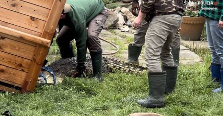 Trzymał w domu krokodyla nilowego. Zwierzę trafiło do zoo w Poznaniu