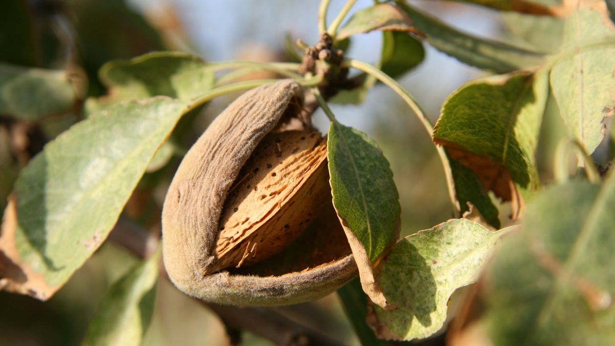 Migdały to nie orzechy, a nasiona