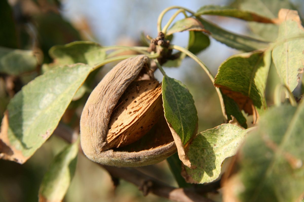 Almonds: The surprising superfood for stress, heart health, and more