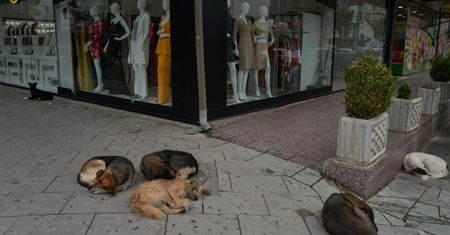 Testowali broń soniczną na psach. Szokujące doniesienia z Serbii