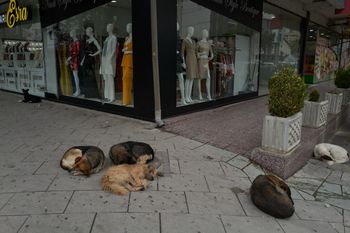 Testowali broń soniczną na psach. Szokujące doniesienia z Serbii