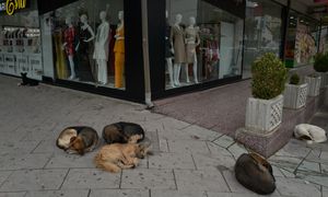 Testowali broń soniczną na psach. Szokujące doniesienia z Serbii