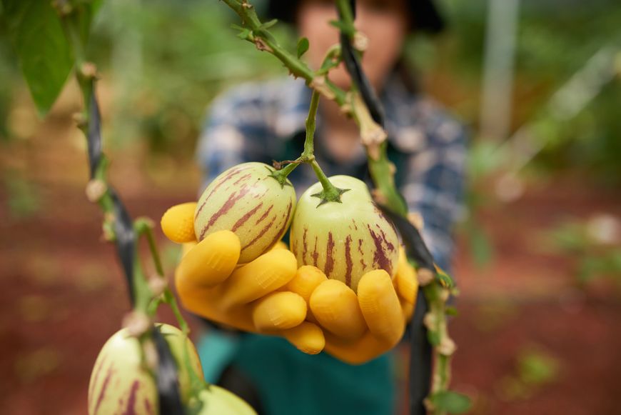 Melon pepino uprawia się w kilku krajach na świecie