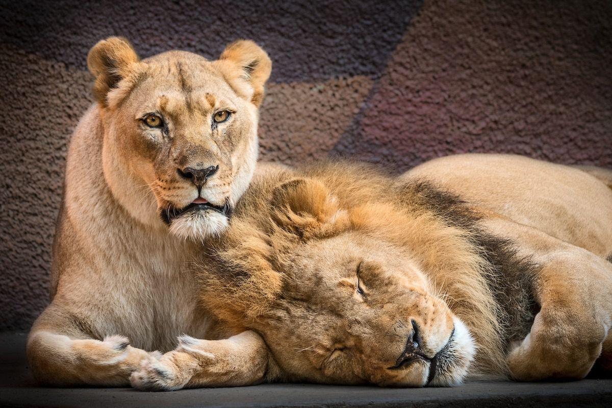 Para nierozłącznych lwów poddana równoczesnej eutanazji. Żaden z nich nie będzie musiał żyć samotnie
