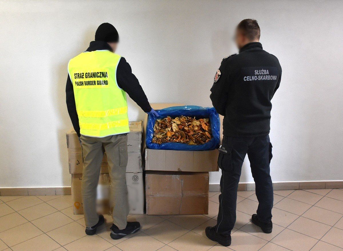 KAS i Straż Graniczna przechwyciły ponad 34 kg suszonych muchomorów z Ukrainy
