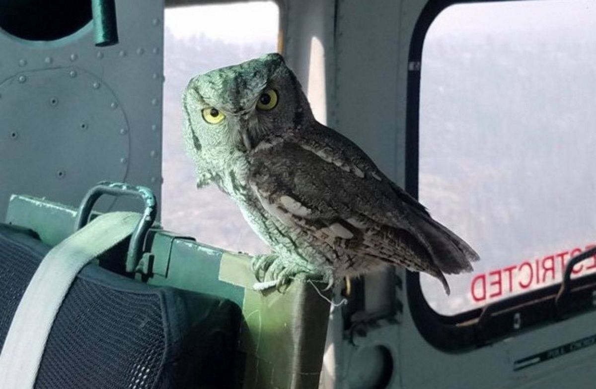 Nietypowy pomocnik na pokładzie helikoptera