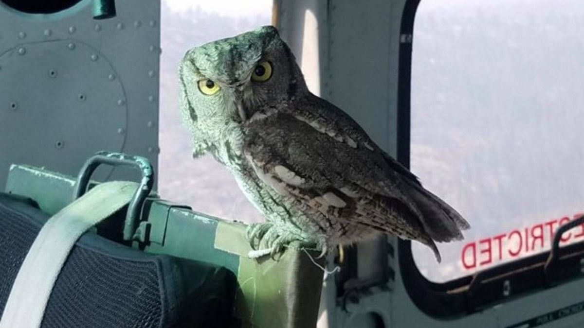 Nietypowy pomocnik na pokładzie helikoptera