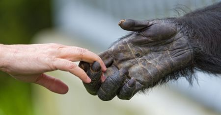 Dlaczego większość ludzi jest praworęczna? Badacze podają dwa powody