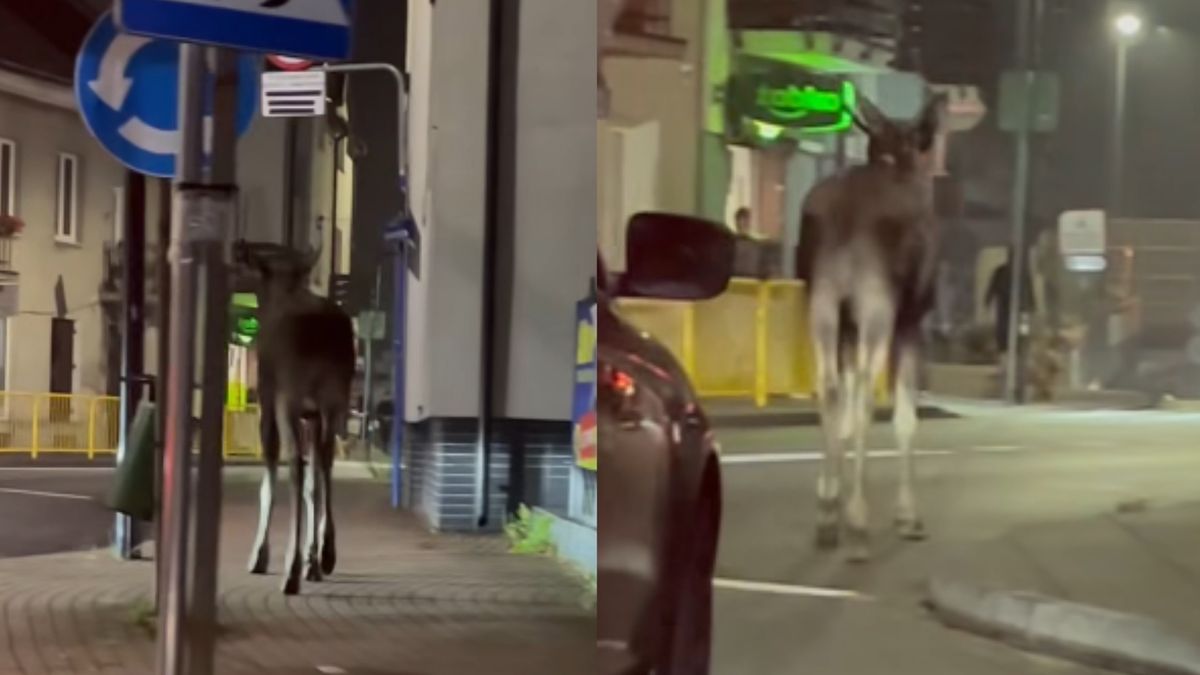 Łoś spacerował ulicami Zielonki