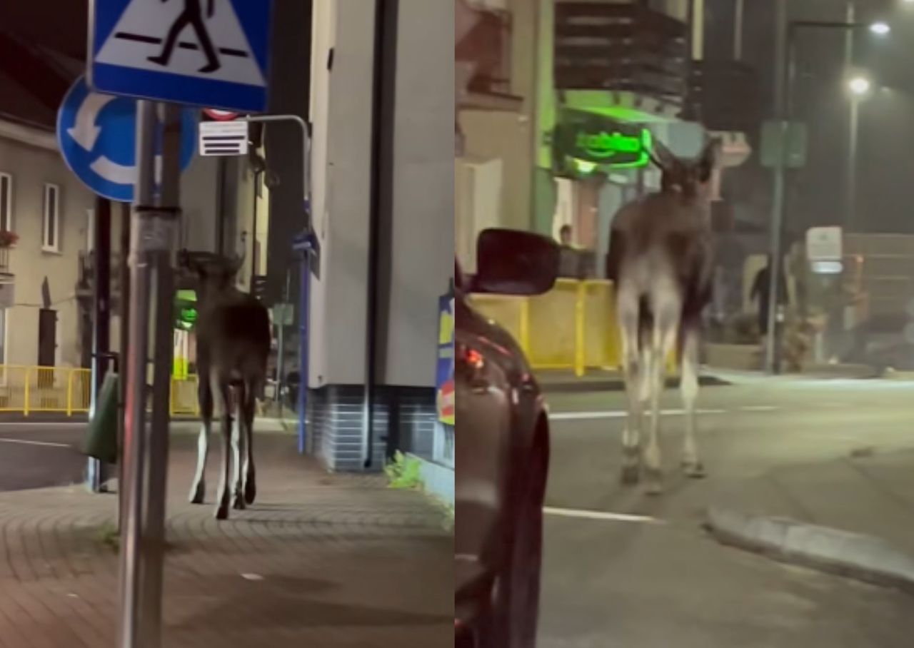 Łoś pod Warszawą. Spacerował w centrum miasta środkiem drogi