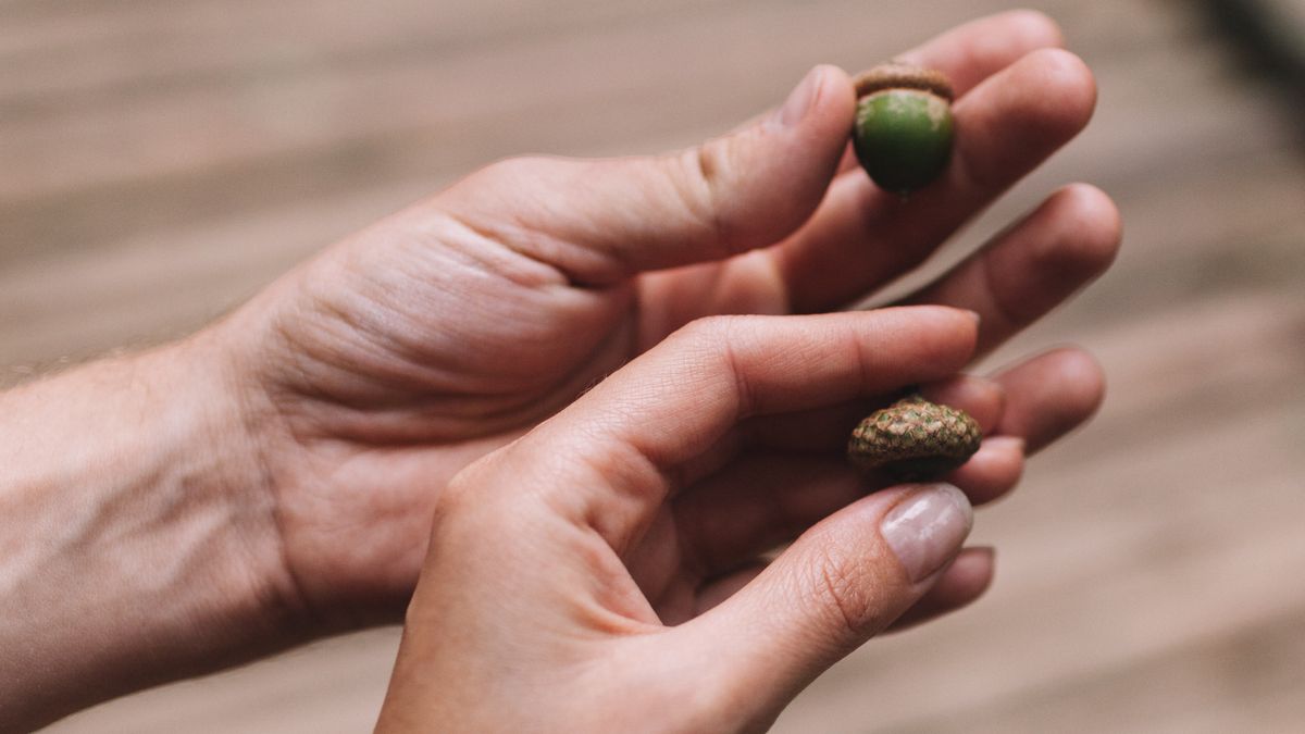 hands of young man and young woman holding acornwarm summernegatina
